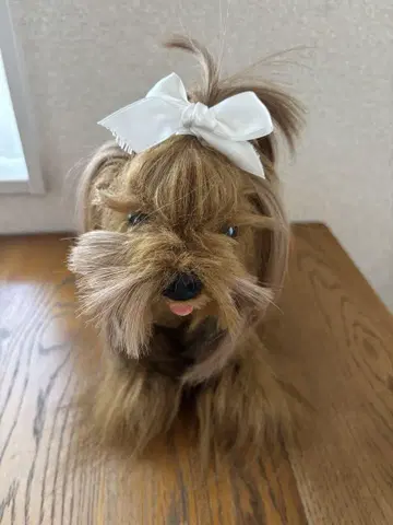 KOSEN  요크셔테리어