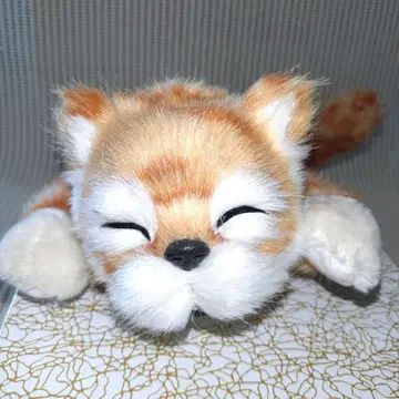 웃는 브라운 얼룩 고양이 뒹굴며 웃는 고양이