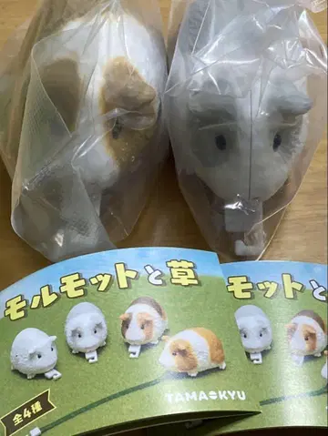 마모트 메이저 마모트와 풀 브라운 부치 그레이 2세트