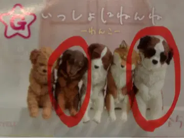 함께 잠자는 강아지 세트