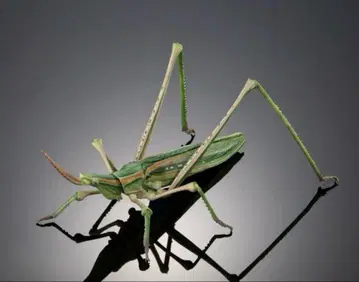 생물대도감 어드밴스 큰사마귀와 방아깨비 방아깨비 녹색