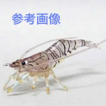 yujin 원색 갑각류 새우 게 도감 줄새우 미사용품