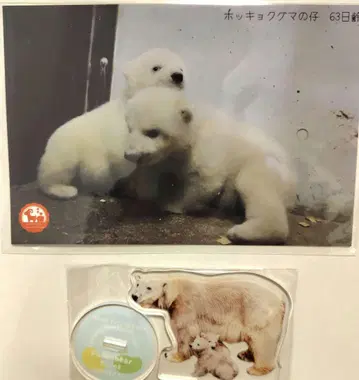 북극곰 모자 아크릴 스탠드 & 쌍둥이 엽서 세트 야기야마 동물공원