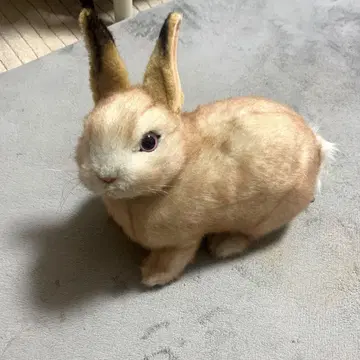 한사 토끼 봉제 인형