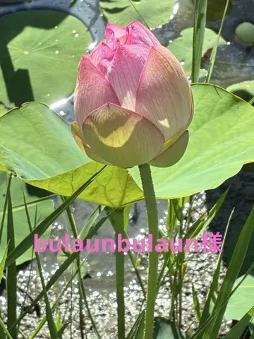 bulaunbulaun 님