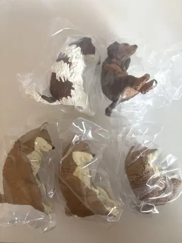 함께 자는 강아지