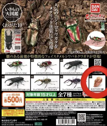 생물 대도감 왕사슴벌레 번데기