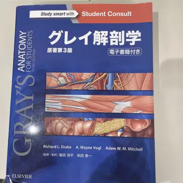 그레이 해부학