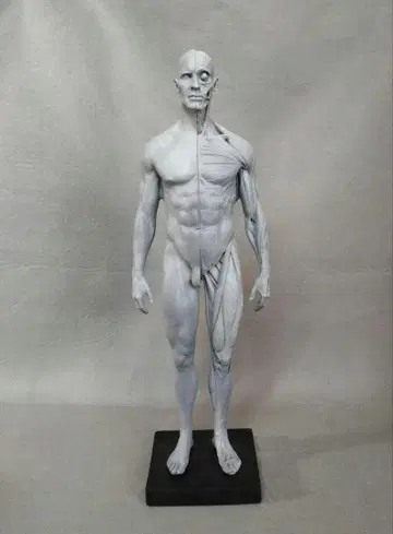 30cm 인체 모형 데생 등에