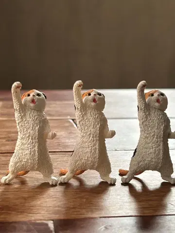 NYAoooo!!2 간바레 스코티쉬폴드