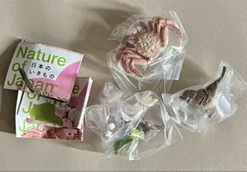 일본의 생물 참새 소메이요시노 게