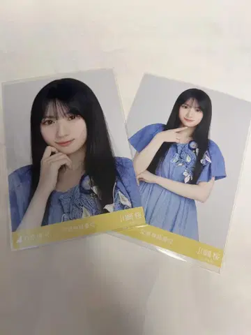 가와사키 벚꽃 교감신경 우위 요리츄