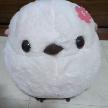시마에나가 봄빛 데이 약 30cm