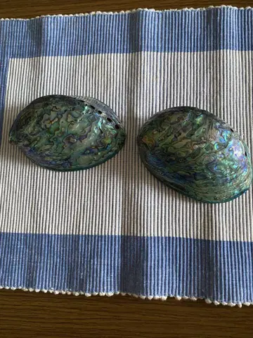 파우아 쉘 PAUA SHELL