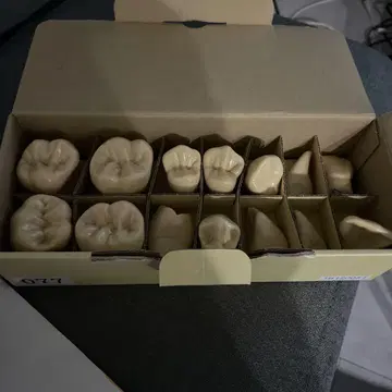 치아 모형 세트 15개 베이지