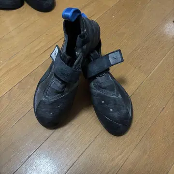 언패러렐 레굴루스 US 8.5