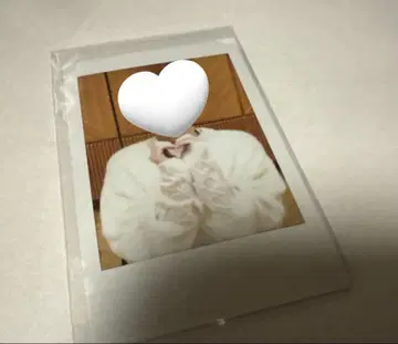 아라마키 요시히코 씨 벌스데이 2024 솔로 폴라로이드
