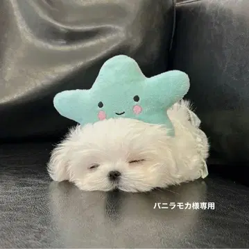 WHIB 이정 폴라로이드
