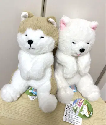 배꼽이 드러난 아키타견 인형