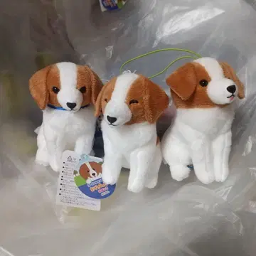 코이케르혼디에 이마 짱 앉아