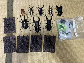 생물대도감 묶음 판매