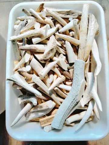 사슴 뿔 끝부분 조각 칩 에조사슴 에조사슴 20kg