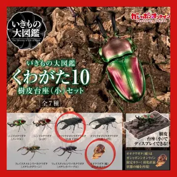 생물대도감 사슴벌레10 넓적사슴벌레 번데기