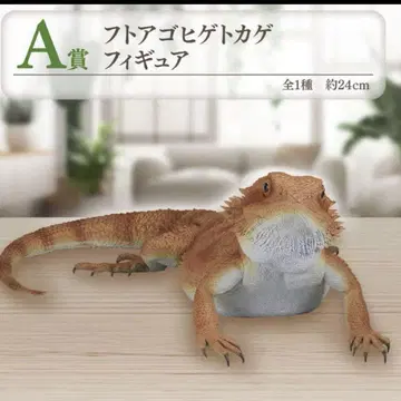 파충류 제일복권 A상 턱수염도마뱀