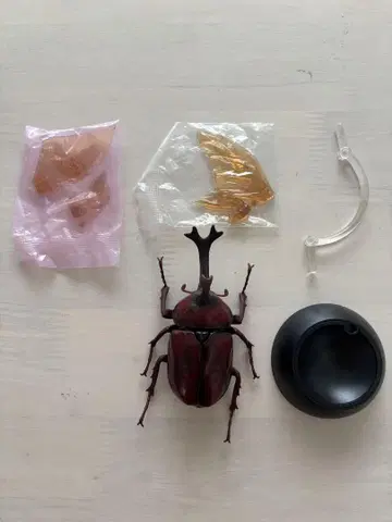 생물 대백과사전 딱정벌레 02 야마토 딱정벌레 (레드 컬러 버전)