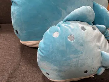 맑고 작은 눈동자의 수족관  진베이지메
