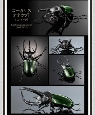 코카서스 왕가부토 수마트라 온라인판 생물대도감