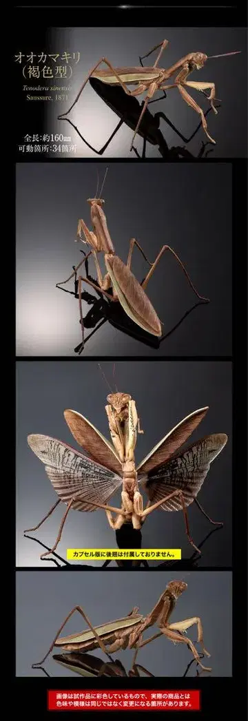 생물대도감 어드밴스 큰사마귀와 방아깨비 큰사마귀 (갈색)