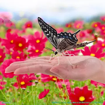 생물대도감 어드밴스 호랑나비 나미호랑나비 온라인판 미개봉 새상품