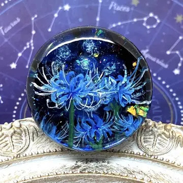 Blue spider lily