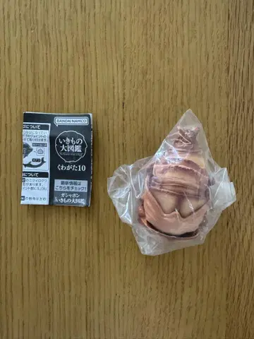 생물대도감 사슴벌레10 왕사슴벌레 번데기