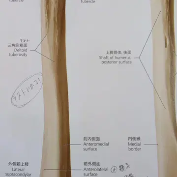 프로메테우스 해부학 아틀라스 해부학 총론/운동기계