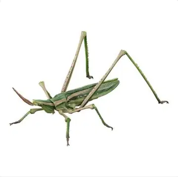 [ 생물대도감 어드밴스 쇼우료우밧타(녹색형) ]
