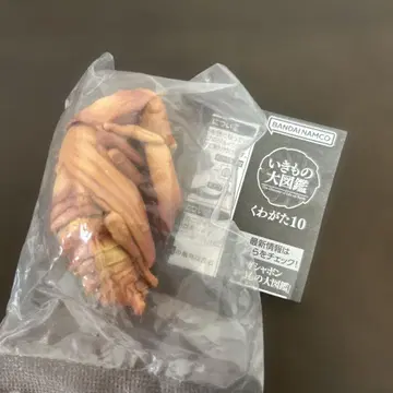 가챠 생물대도감 사슴벌레10 왕사슴벌레 번데기 레어