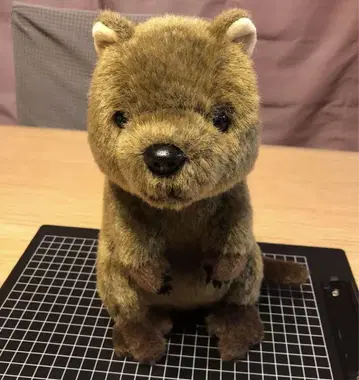 쿼카왈라비 봉제인형