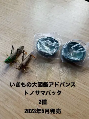 생물대도감 풀무치 2종