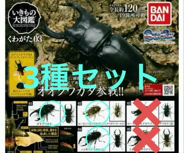 생물대도감 사슴벌레03 3종 세트