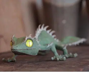 미개봉품 OZWRT Agave Leaf Tailed Gecko 17cm