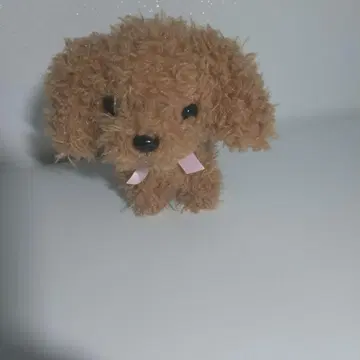 이리 오렴 강아지
