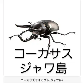 생물대도감 어드밴스 코카서스왕가부토 자와섬 가챠 가샤폰