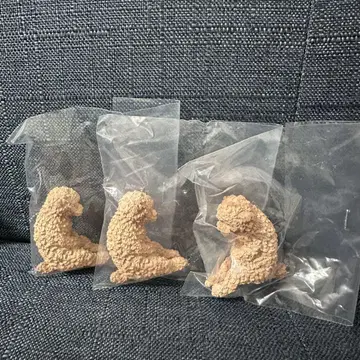 함께 자는 강아지 토이 푸들