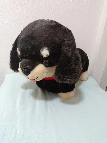 꼬마 초코 닥스 봉제인형 닥스훈트