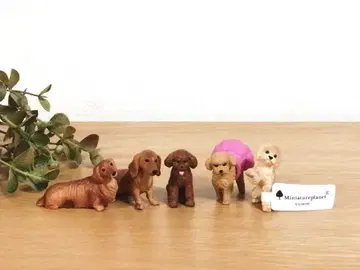 [ 5마리 세트 ] 닥스 & 토이푸들