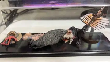 트레머스 GRABOIDS COLLECTION 그라보이즈 컬렉션