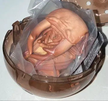 생물대도감 사슴벌레10 왕사슴벌레 번데기 피규어 가챠 가샤폰