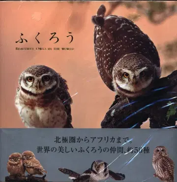 올빼미